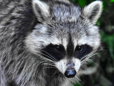 Küçük bir rakun insan uygarlığından yararlanır. 
