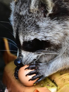 Küçük bir rakun insan uygarlığından yararlanır. 