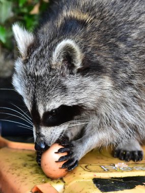 A small raccoon benefits from human civilization  clipart