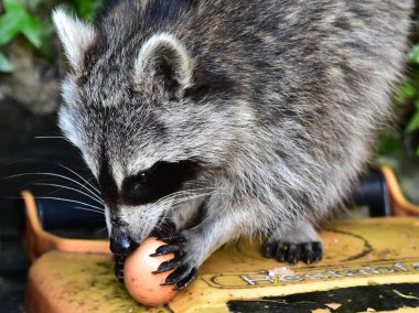 Küçük bir rakun insan uygarlığından yararlanır. 