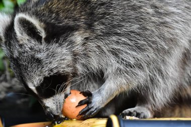 Küçük bir rakun insan uygarlığından yararlanır. 