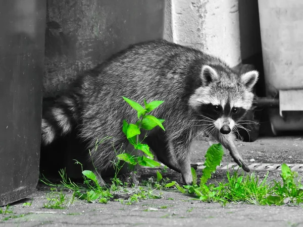 A small raccoon benefits from human civilization