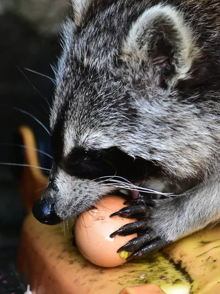 A small raccoon benefits from human civilization