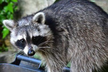 Küçük bir rakun insan uygarlığından yararlanır. 