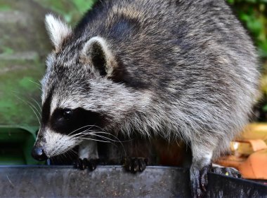 Küçük bir rakun insan uygarlığından yararlanır. 