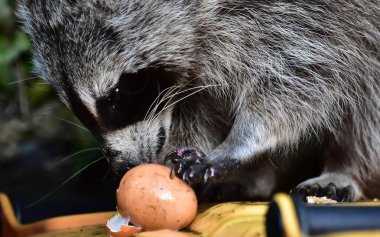 Küçük bir rakun insan uygarlığından yararlanır. 