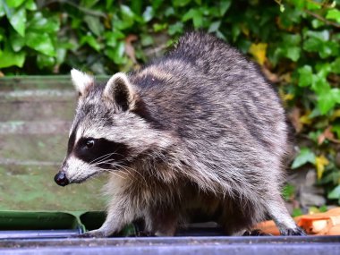 Küçük bir rakun insan uygarlığından yararlanır. 