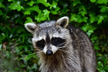 Küçük bir rakun insan uygarlığından yararlanır. 