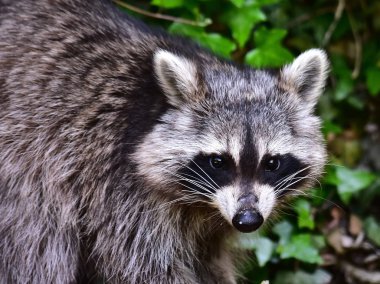 Küçük bir rakun insan uygarlığından yararlanır. 