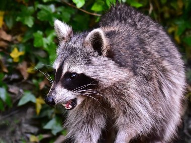 Küçük bir rakun insan uygarlığından yararlanır. 
