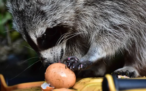 Küçük bir rakun insan uygarlığından yararlanır. 