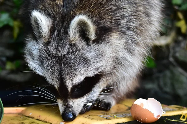 Küçük bir rakun insan uygarlığından yararlanır. 