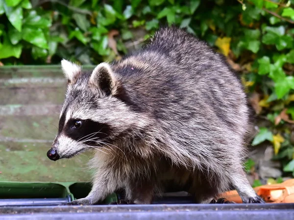 Küçük bir rakun insan uygarlığından yararlanır. 
