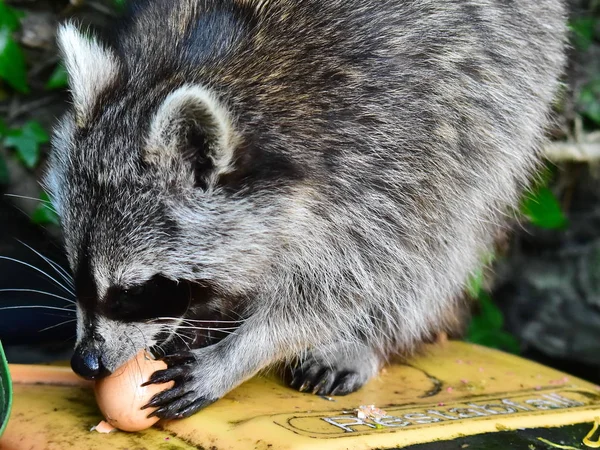 Küçük bir rakun insan uygarlığından yararlanır. 