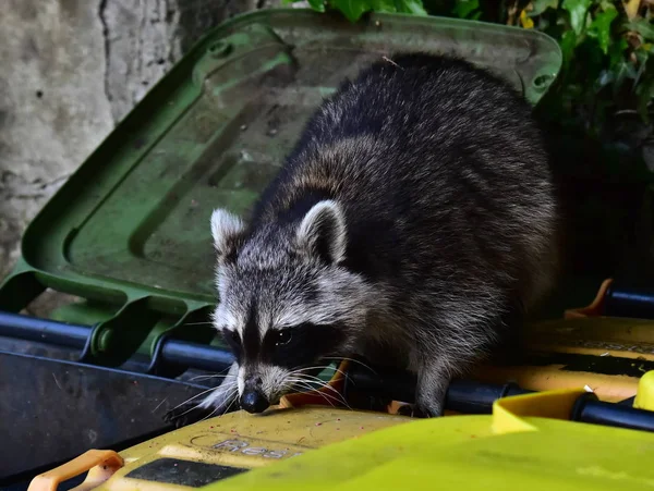 A small raccoon benefits from human civilization