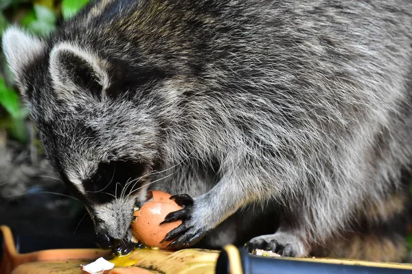 Küçük bir rakun insan uygarlığından yararlanır. 