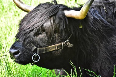 Iskoç Yaylası sığır