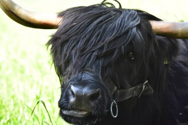 Iskoç Yaylası sığır