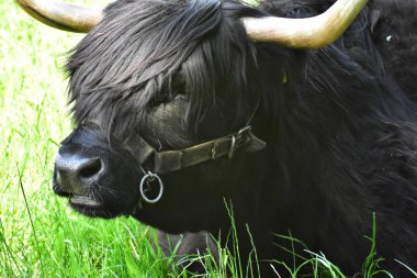 Iskoç Yaylası sığır