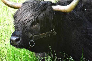 Iskoç Yaylası sığır