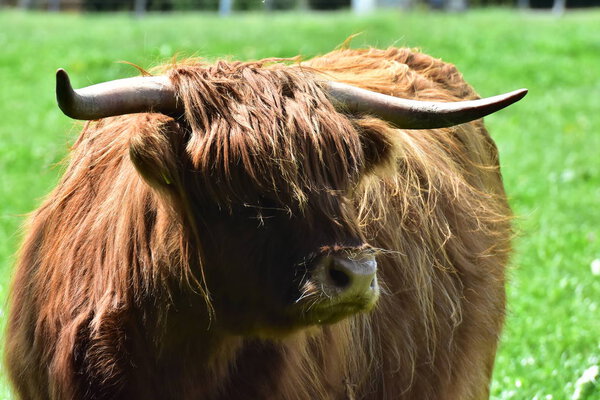 A Scottish Highland Cattle