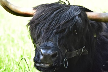 Iskoç Yaylası sığır