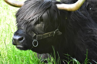 Iskoç Yaylası sığır