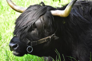Iskoç Yaylası sığır