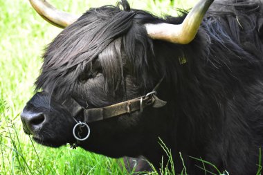 Iskoç Yaylası sığır