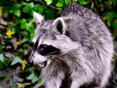 Rakun - Rakun - Waschbaer - Raton Laveur