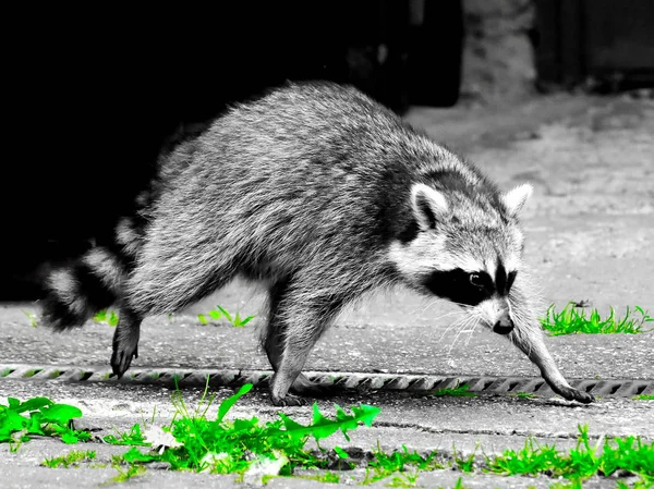 Raccoon Waschbaer Raton Laveur — стокове фото