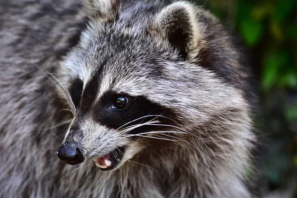 Mapache Coon Waschbaer Raton Laveur —  Fotos de Stock