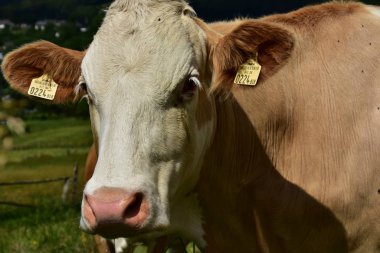 Sığır, inekler ve buzağı  