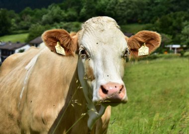 Sığır, inekler ve buzağı  