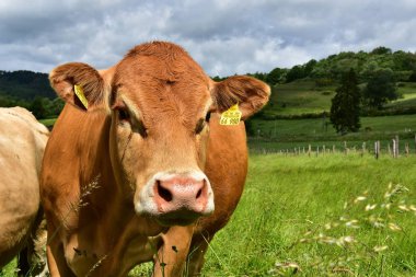 Sığır, inekler ve buzağı