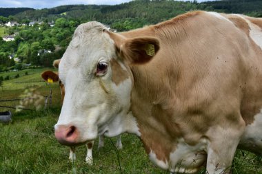 Sığır, inekler ve buzağı  