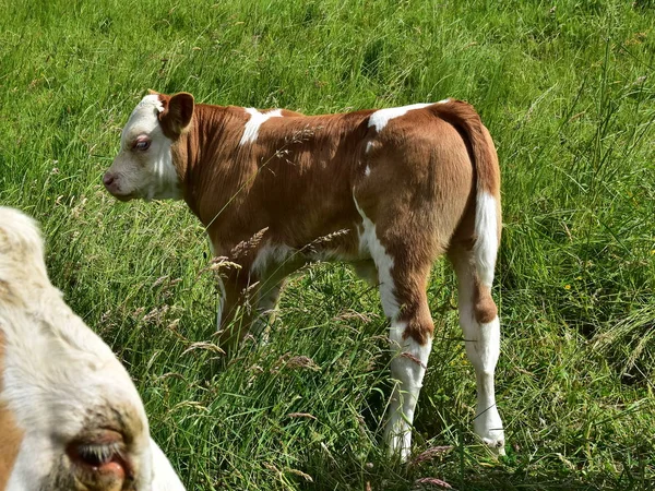 Cattle Cows Calves — Stock Photo, Image