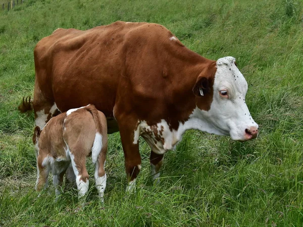 Bovinos Vacas Vitelos — Fotografia de Stock