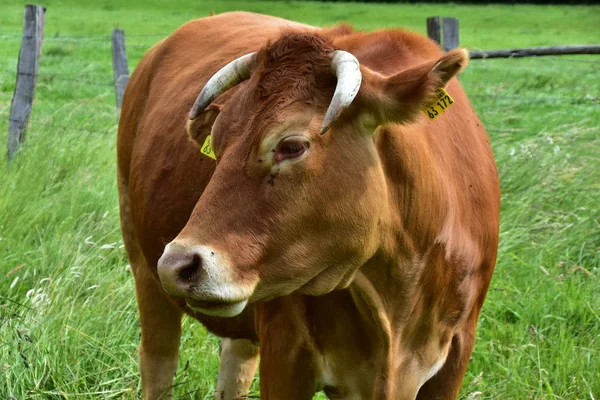 Скот Коровы Телята — стоковое фото