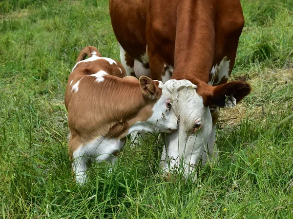 Nötkreatur Kor Och Kalvar — Stockfoto