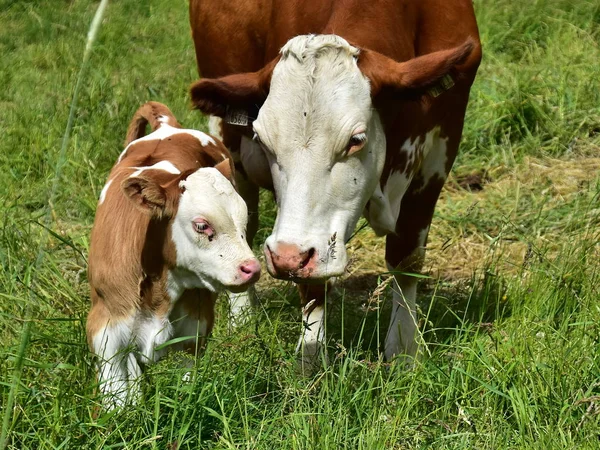 Cattle Cows Calves — Stock Photo, Image