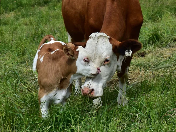 Cattle Cows Calves — Stock Photo, Image