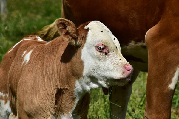 Cattle Cows Calves — Stock Photo, Image