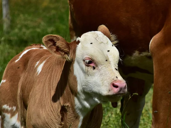 Cattle Cows Calves — Stock Photo, Image