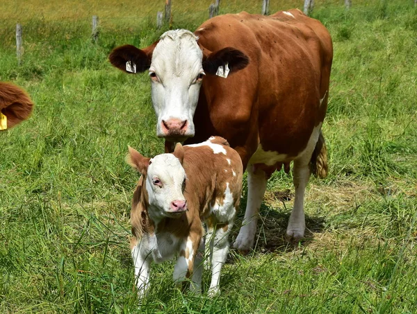 Cattle Cows Calves — Stock Photo, Image