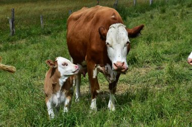 Cattle, cows and calves   clipart