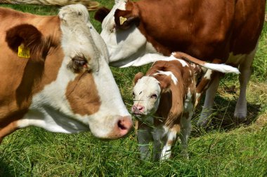 Sığır, inekler ve buzağı  