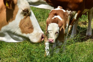 Sığır, inekler ve buzağı  