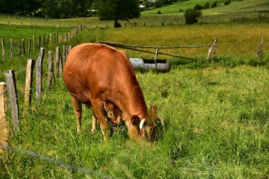 Sığır, inekler ve buzağı  