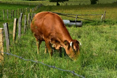 Sığır, inekler ve buzağı  